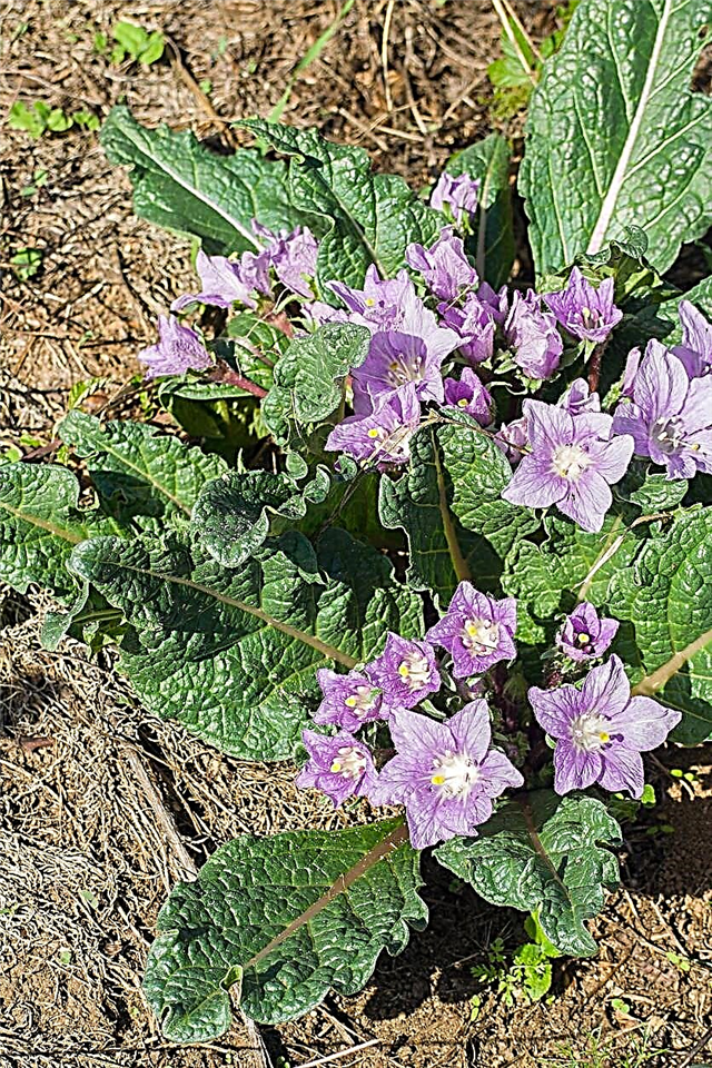Mandrake Irrigation Guide - Leer hoe u Mandrake-planten water kunt geven