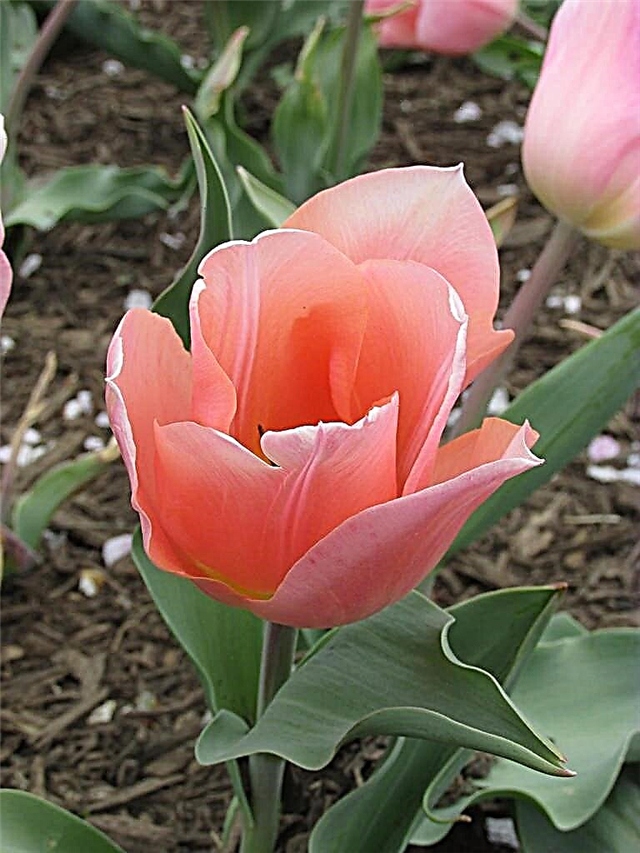 Guide d'entretien des tulipes Triumph: Conseils pour planter des tulipes Triumph