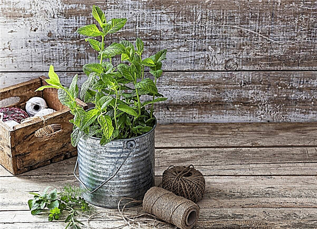 Fare vecchi vasi di barattoli di vernice: puoi coltivare piante in barattoli di vernice