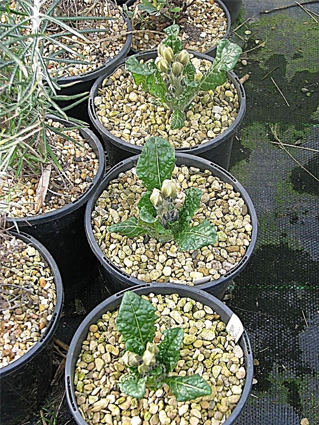 Cuidado de la mandrágora en maceta: ¿puedes cultivar mandrágora en macetas?