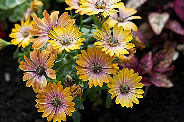 Can You Grow Cape Marigold Cuttings: How To Root Cape Marigold Cuttings