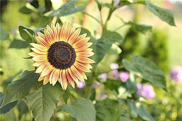 Gemeinsame Sonnenblumen-Sorten - verschiedene Arten von Sonnenblumen für den Garten