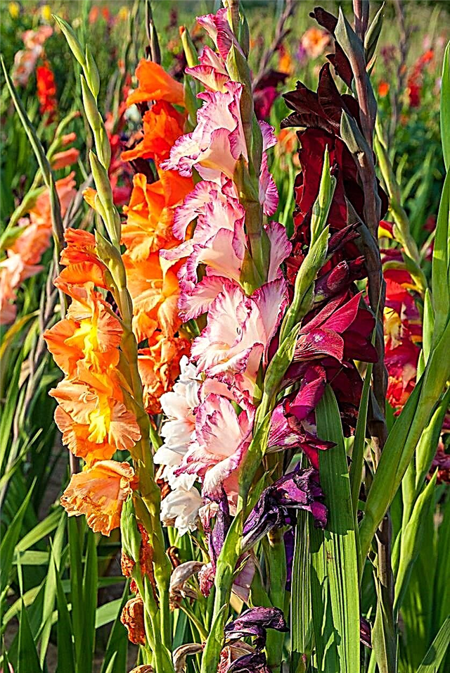 Gladiolus تتساقط - تعرف على التوقيع المساحي للنباتات Gladiolus