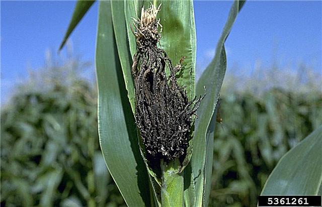 Смут на главата върху царевичните култури: Как да се спре главичката на царевицата върху растенията