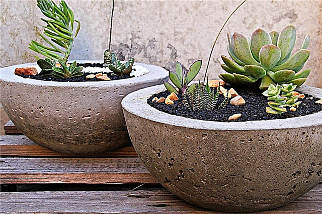 Idées de jardinières en béton - Comment construire des pots de fleurs en béton