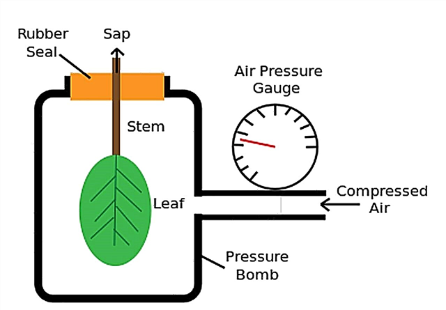 כיצד להשתמש בפצצת לחץ - מדידת מים בעצים עם תא לחץ