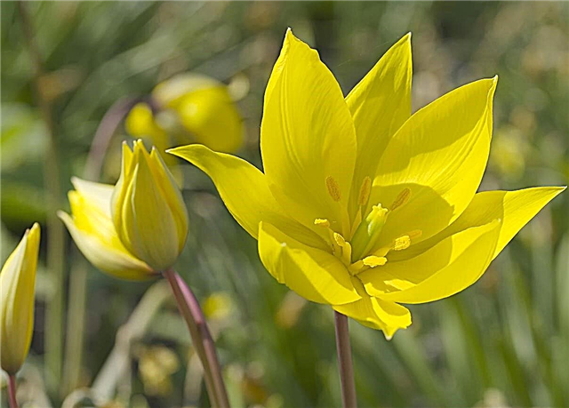 Plantas da tulipa da floresta - como crescer tulipas da floresta no jardim