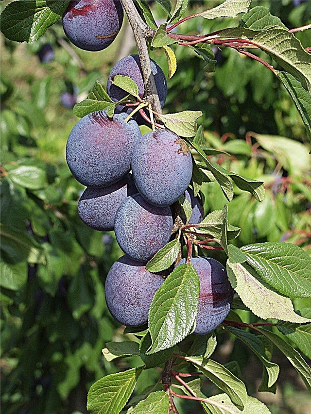 Valor Plum Care: Conseils pour cultiver des prunes Valor à la maison
