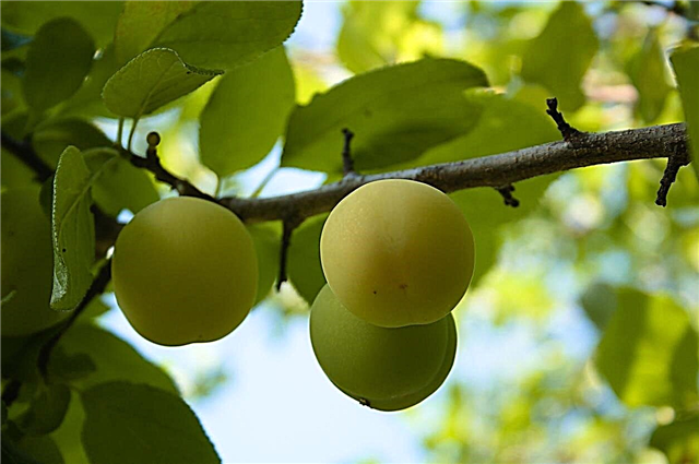 Cuidados com Willingham Gage: Como cultivar árvores de fruto Willingham Gage