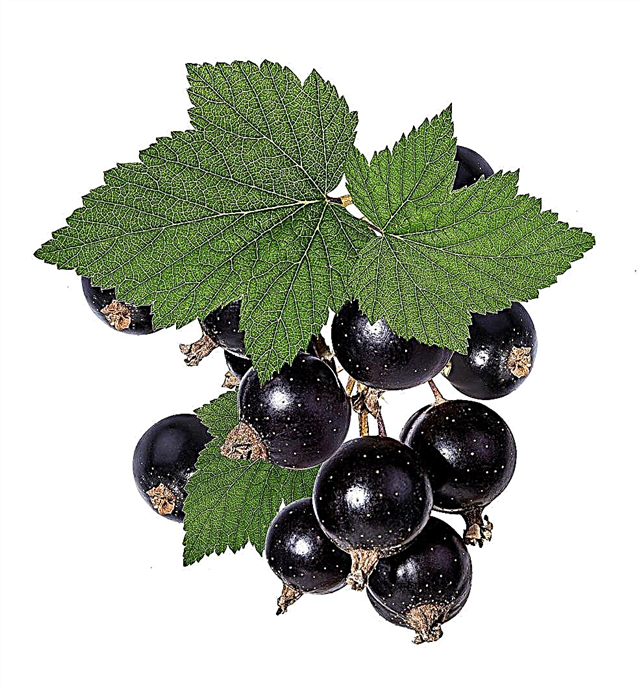 Svarta vinbärsblad: Vad är svarta vinbärsblad för