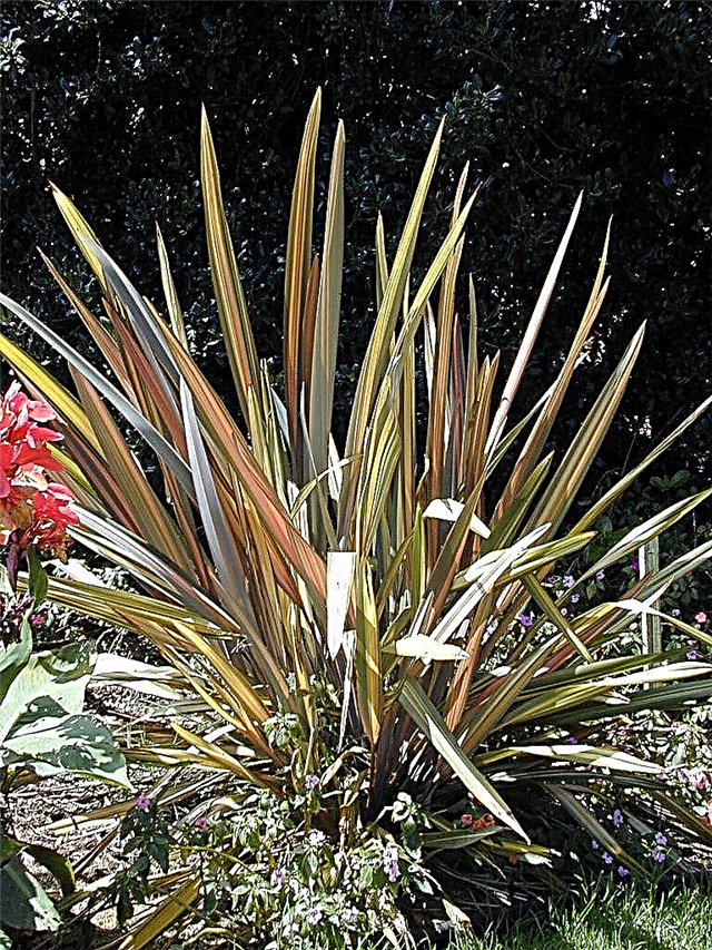 تقليم الكتان النيوزيلندي: تعرف على قطع نباتات الكتان النيوزيلندية