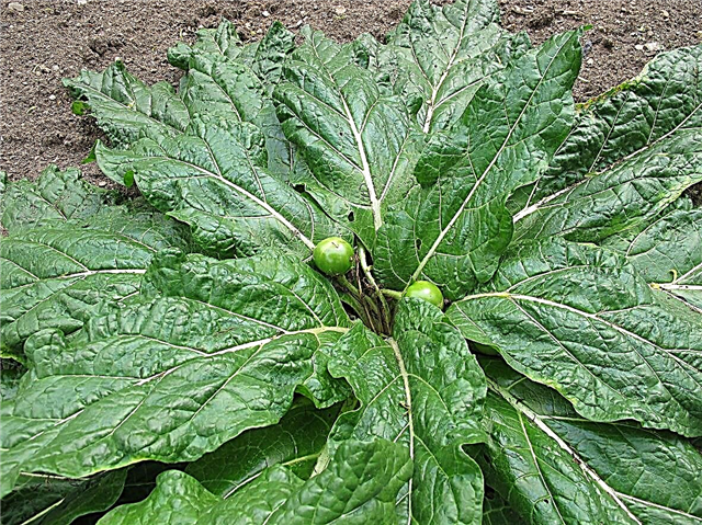 Mandrake Seeds planten: hoe Mandrake uit zaad te laten groeien
