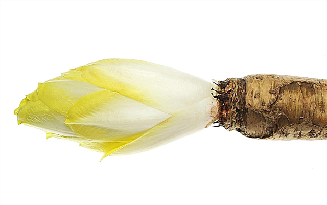 Форсиране на растения от цикория - Научете за принуждаването на корените на цикория