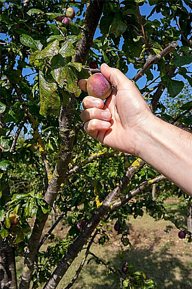 Tipps für den Anbau von Marjories Sämlingspflaumenbäumen
