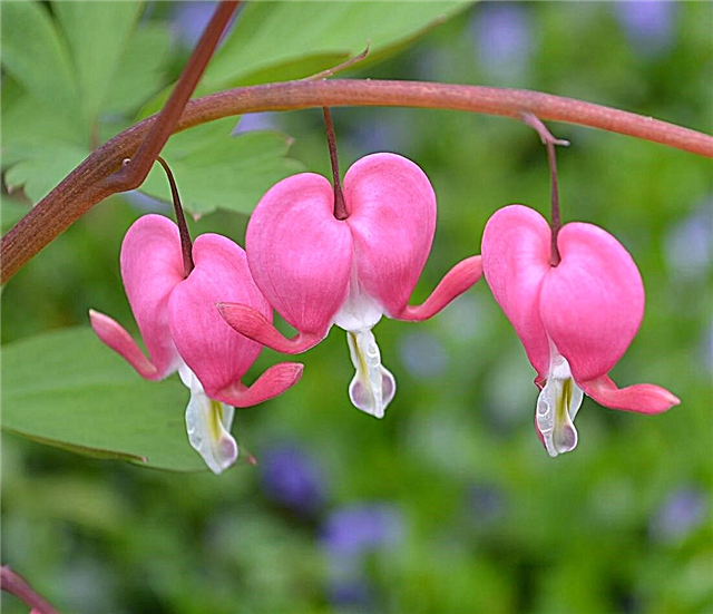 Кровотеча зміна кольору серця - чи змінюють квіти, що кровоточать серце