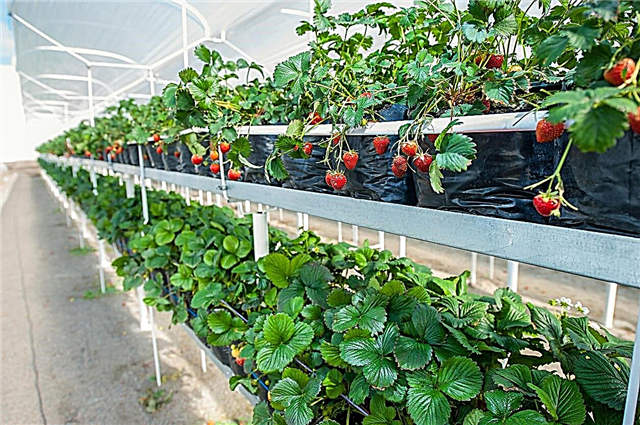 Πληροφορίες για τις φράουλες του θερμοκηπίου - Πώς να φυτέψετε φράουλες σε ένα θερμοκήπιο