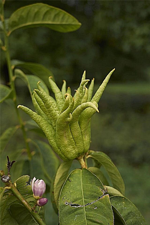 Kvetina rukoväte Budhovho kvetu: Prečo kvapky kvetov ruže môjho Budhu