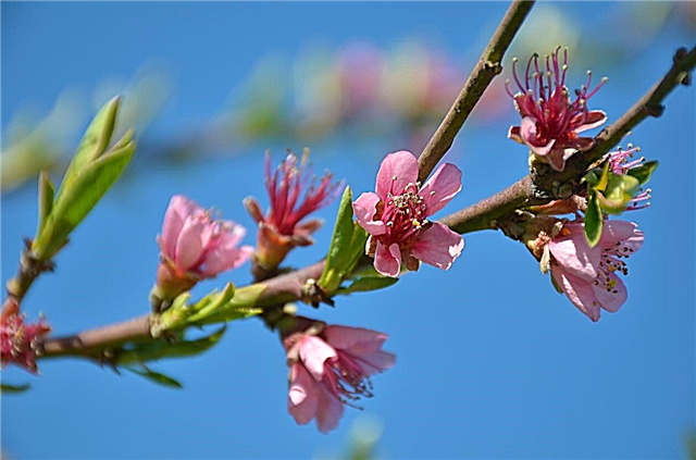 מידע על אפרסק Frost - כיצד לגדל עץ אפרסק כפור
