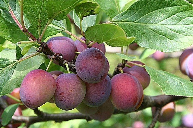 Plum „Opal” Trees: Care For Opal Plums In The Garden
