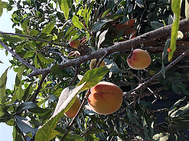 Santa Barbara Peaches: Hur man odlar Santa Barbara persikaträd