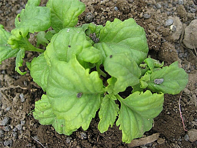 Serata Basil Info: Leer hoe u Serata Basil Plants kunt laten groeien