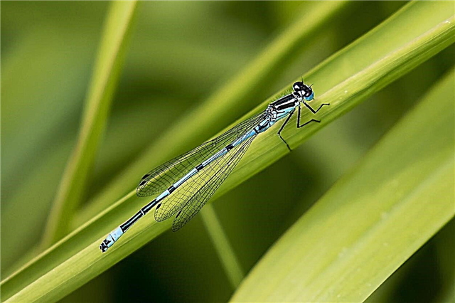 Insectos Damselfly - Son Damselflies y Dragonflies lo mismo