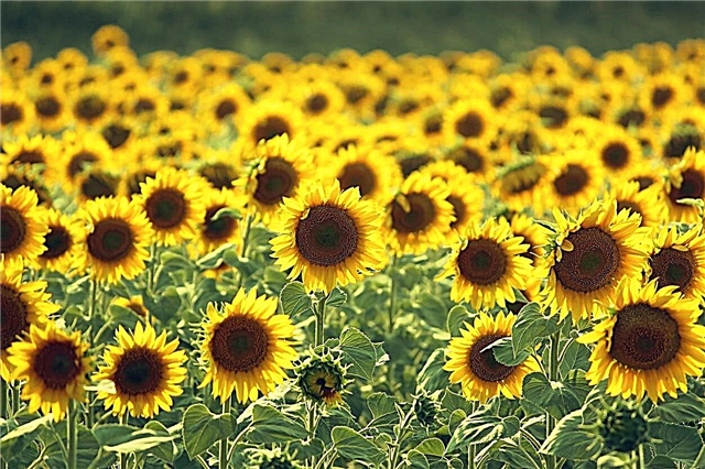 Unkraut und Sonnenblumen: Begrenzen Sonnenblumen Unkraut im Garten?