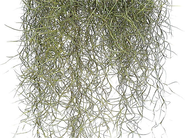 Pecan Spanish Moss Control - Είναι το ισπανικό βρύο κακό για τους πεκάν
