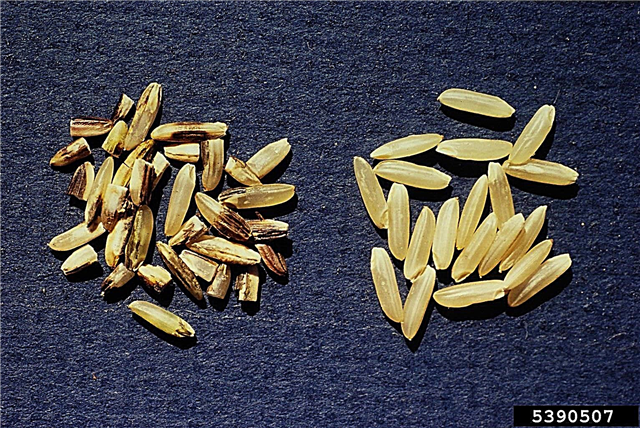Kernel Smut Of Rice Crops: How To Rice Kernel Smut behandelen