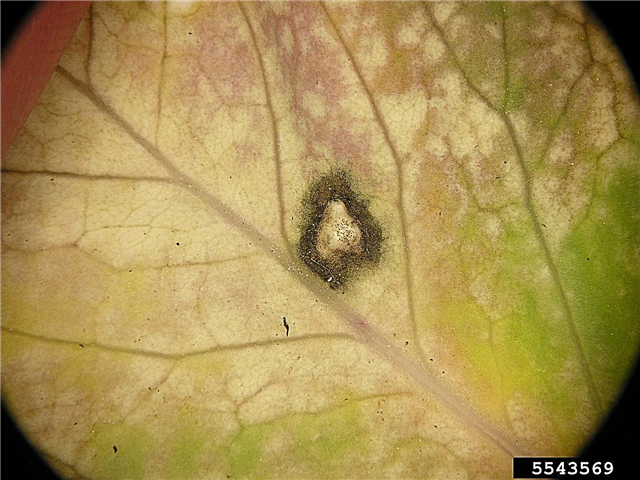 O que é o White Leaf Spot - Aprenda sobre o Brassica White Leaf Spot