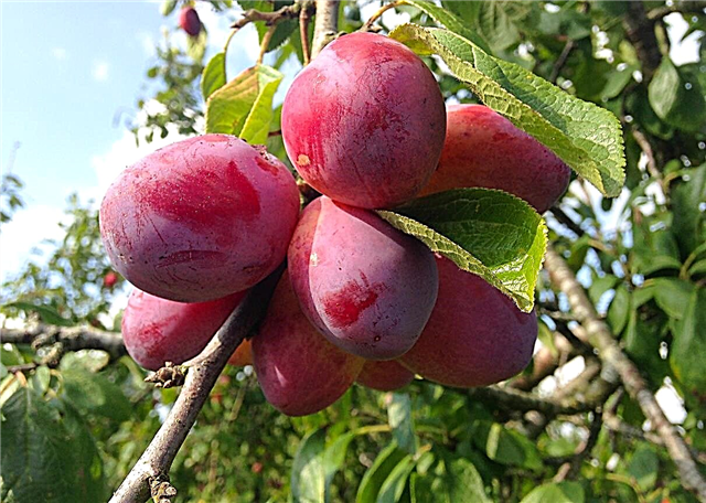 Victoria Prun Trees: Conseils pour cultiver des prunes Victoria dans les jardins