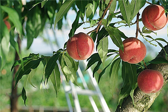 معلومات عن الخوخ الخالي من الفراولة: ما هو الخوخ الأبيض الخالي من الفراولة