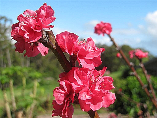 מידע על אפרסק אדום של הברון - כיצד לגדל עצי אפרסק אדום של הברון