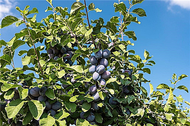 Ovoce švestky: Jak pěstovat strom švestky