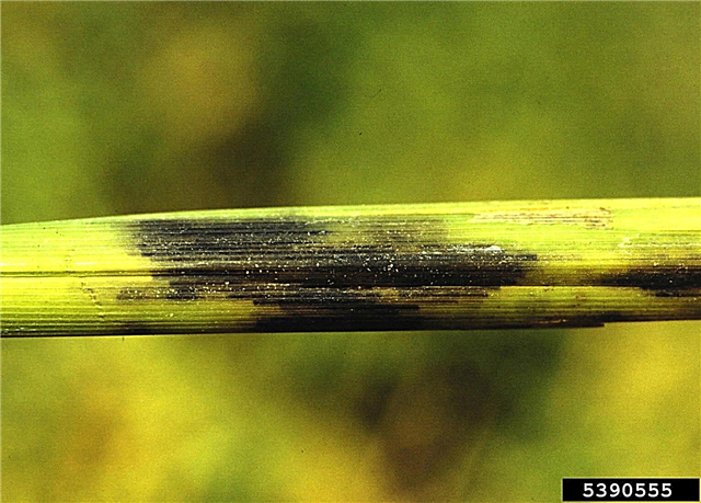 Controlul putregaiului tulpinii de orez - un ghid pentru tratarea bolii putregaiului tulpinilor de orez