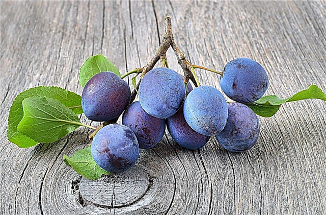 Langley Bullace Trees - Comment prendre soin des prunes Langley Bullace Damson
