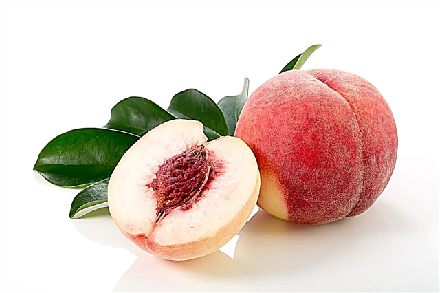 Peach „Arctic Supreme” Care: Growing An Arctic Supreme Peach Tree