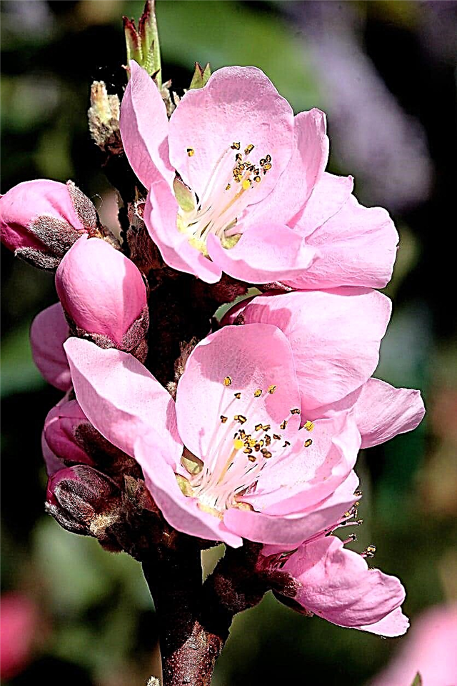 Nectar Babe Nectarine Info - زراعة نبات الرحيق 