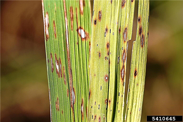 Rice Cercosporaova choroba - léčba úzké hnědé listové skvrny rýže