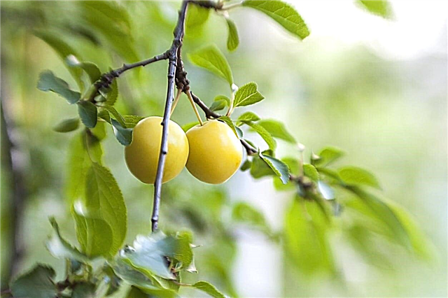Esfera dourada Cherry Plum Trees - Como crescer Golden Sphere Cherry Ameixas