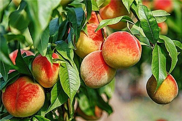 Pfirsichbaum-Zwergsorten: Erfahren Sie mehr über den Anbau kleiner Pfirsichbäume
