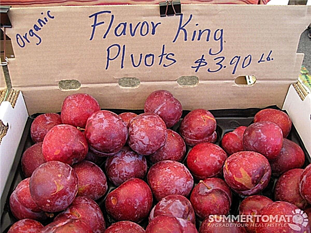 الخوخ الملك النكهة: كيف تنمو أشجار الملك Pluot النكهة