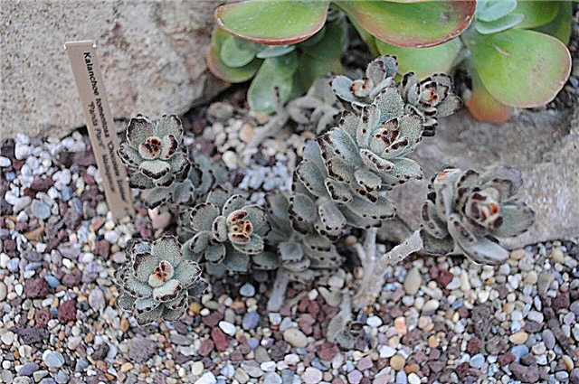 Chocolate Soldier Plant: Growing A Chocolate Soldier Kalanchoe