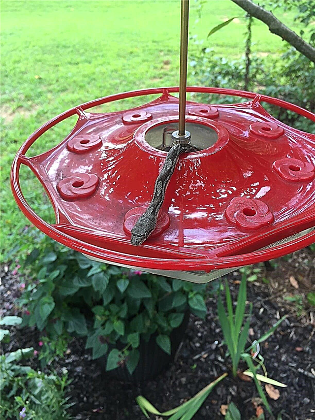 Insectes sur les mangeoires à colibris: que faire pour les colibris ravageurs