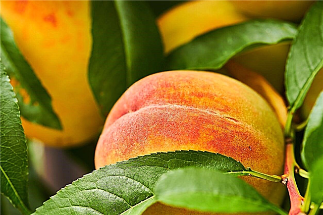 Golden Jubilee Peach Variety - Wie man einen Golden Jubilee Peach Tree züchtet