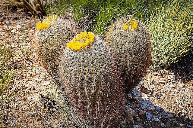 Compass Barrel Cactus Facts - Informações sobre Califórnia Barrel Cactus Plants