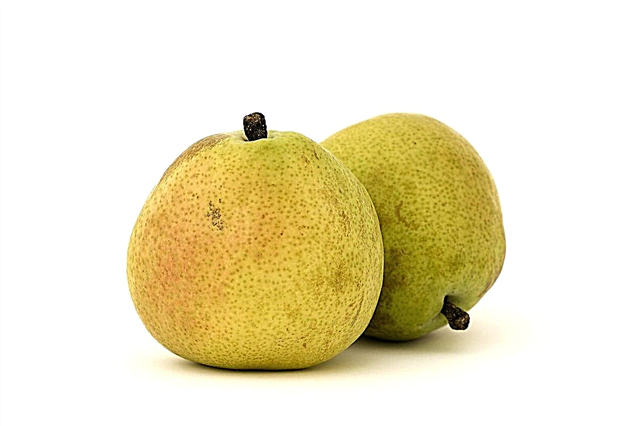 زراعة D'Anjou Pears: كيفية العناية بشجرة D'Anjou Pear