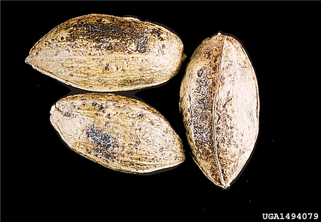 Qu'est-ce que la gale de la noix de pécan - Apprenez à traiter la maladie de la gale de la noix de pécan