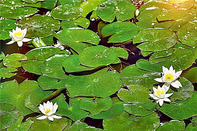 Контрол на плевелите с водни лилии: Научете за управлението на водни лилии в водоемите