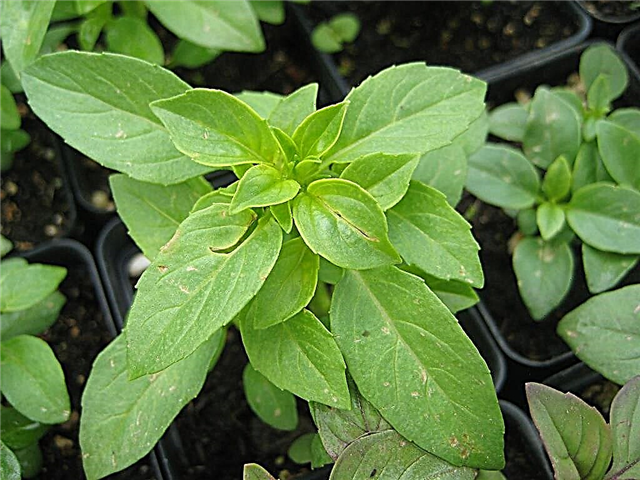 Plantas de albahaca picante: cómo cultivar albahaca picante